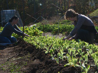 volunteers help harvest lettuce at Whole Foods Market Garden, which grows thousands of pounds of produce for various food banks and non-profit efforts.